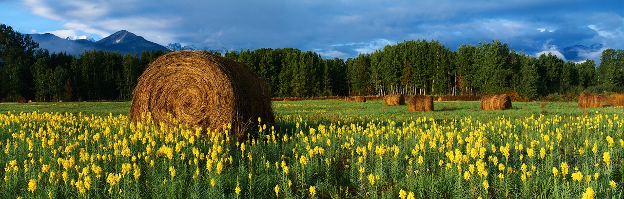 hay field wildflower free photo