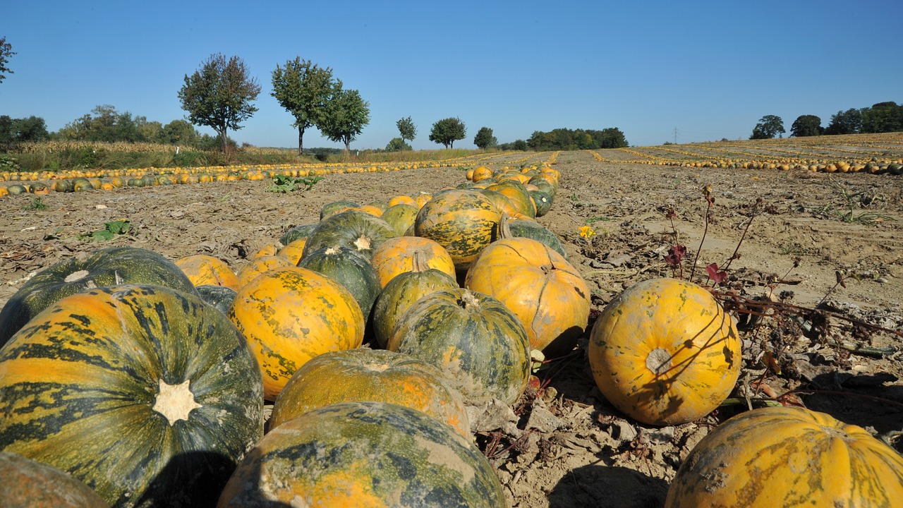 field pumpkin agriculture free photo