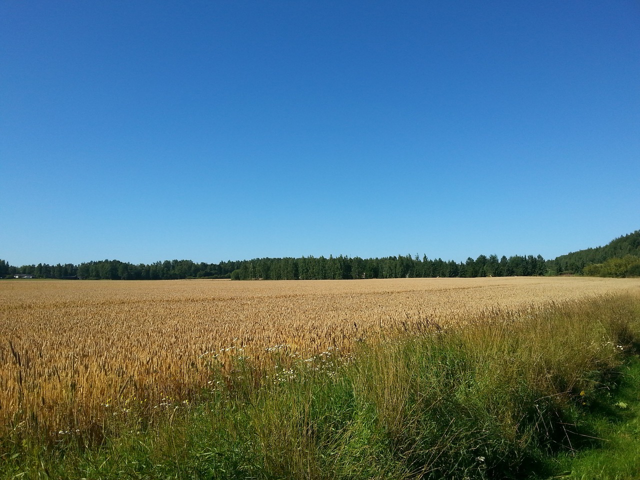 field grain cornfield free photo