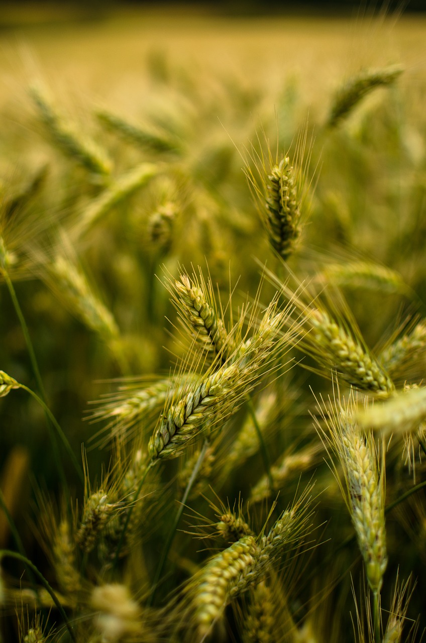 field the ecclesia nature free photo