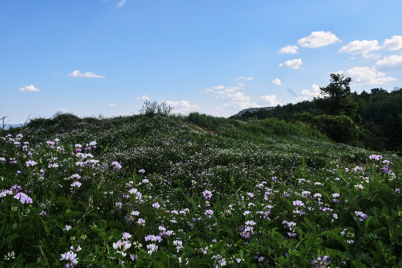 field grass flowers free photo