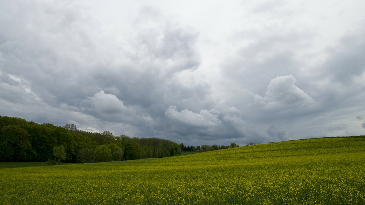 field agriculture oilseed rape free photo