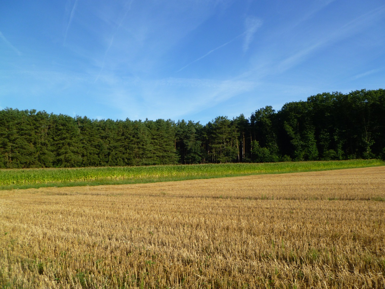 field meadow trees free photo