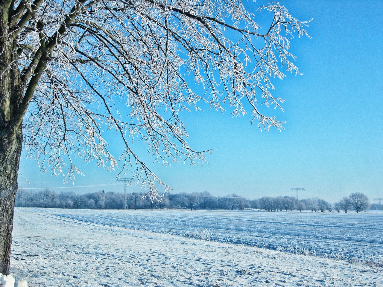 field tree winter free photo