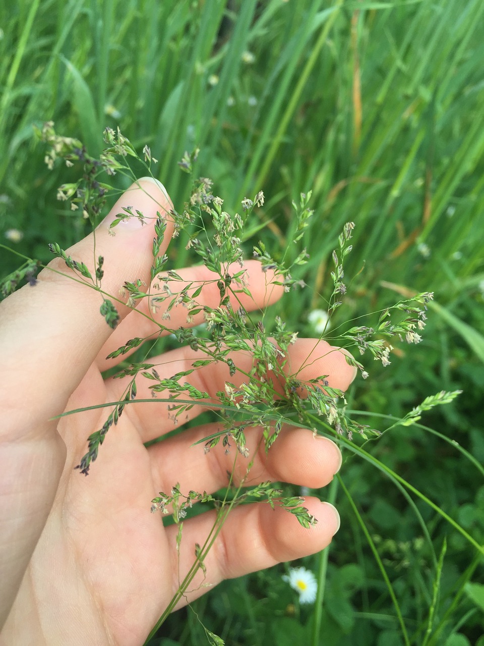 field grass nature free photo