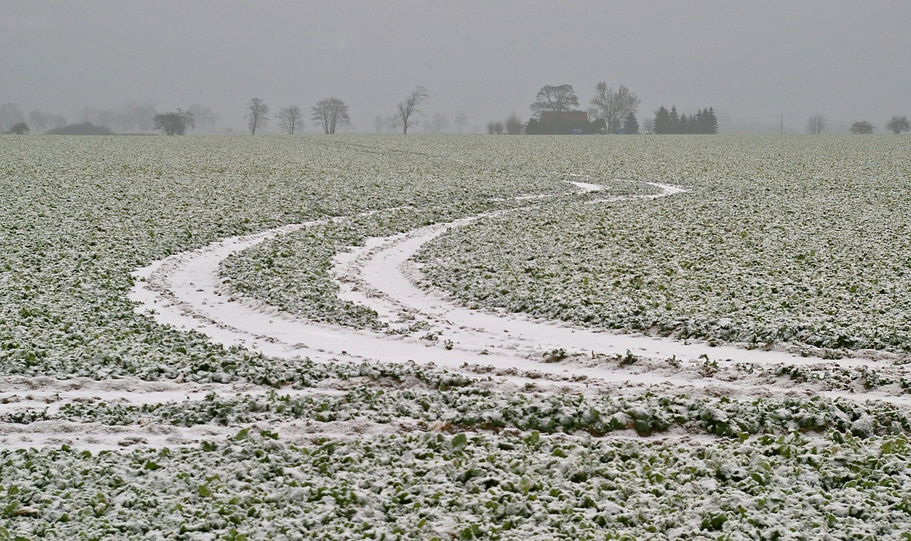 field winter snowy free photo