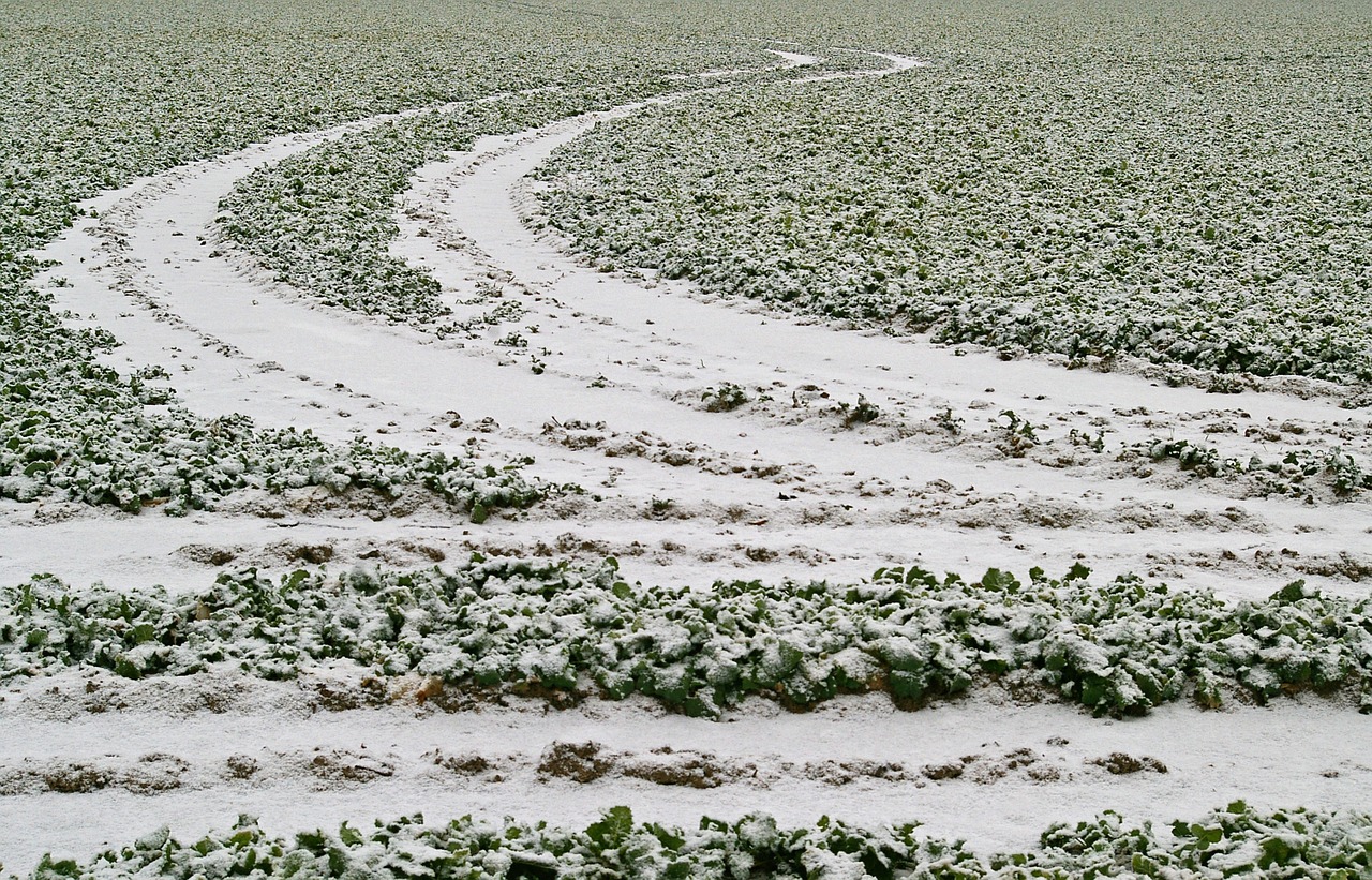 field winter snowy free photo