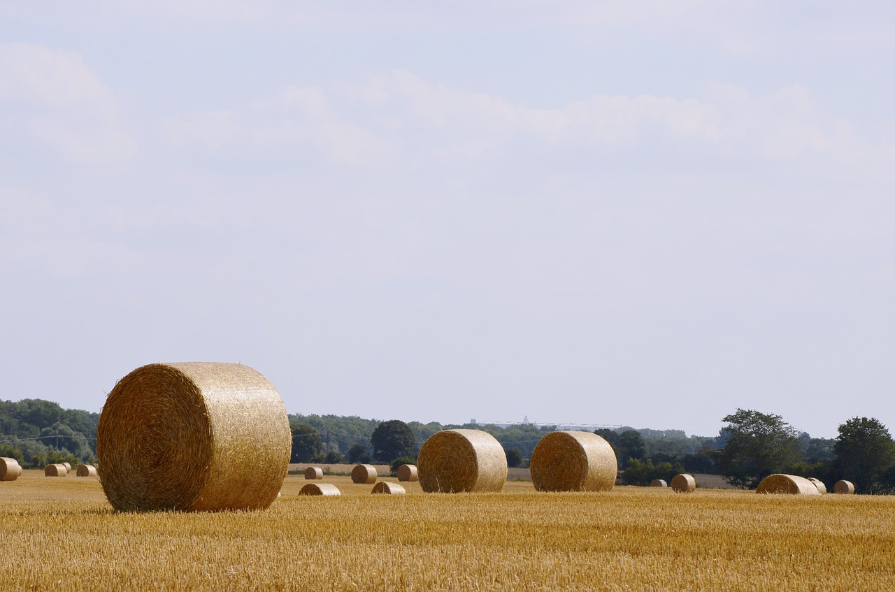 field harvest agriculture free photo