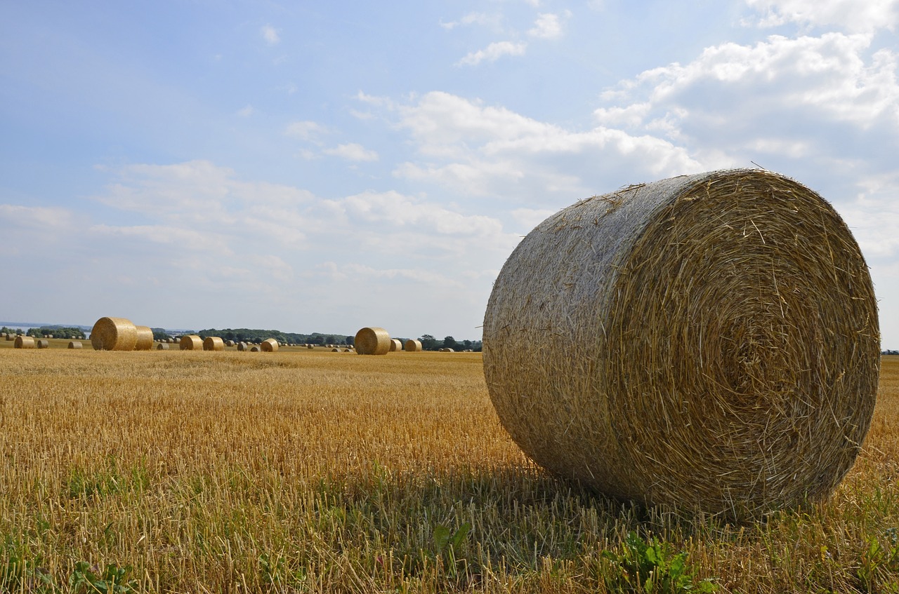 field harvest round bales free photo