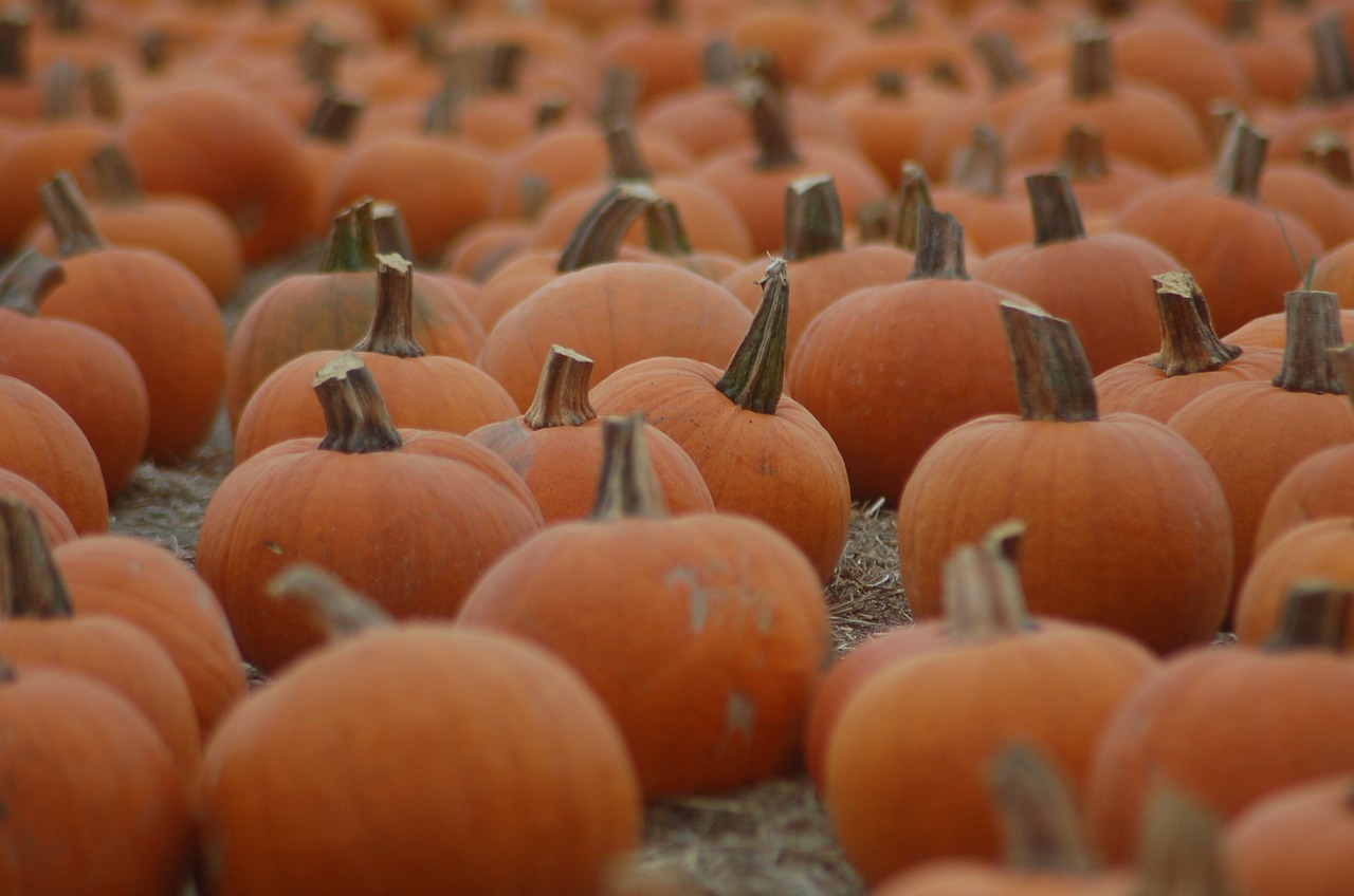 field pumpkin halloween free photo