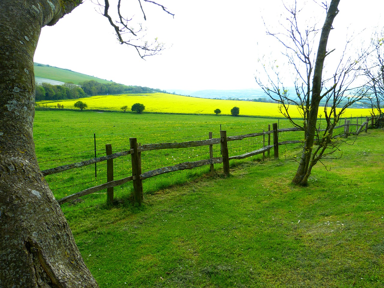 field meadow oilseed rape free photo