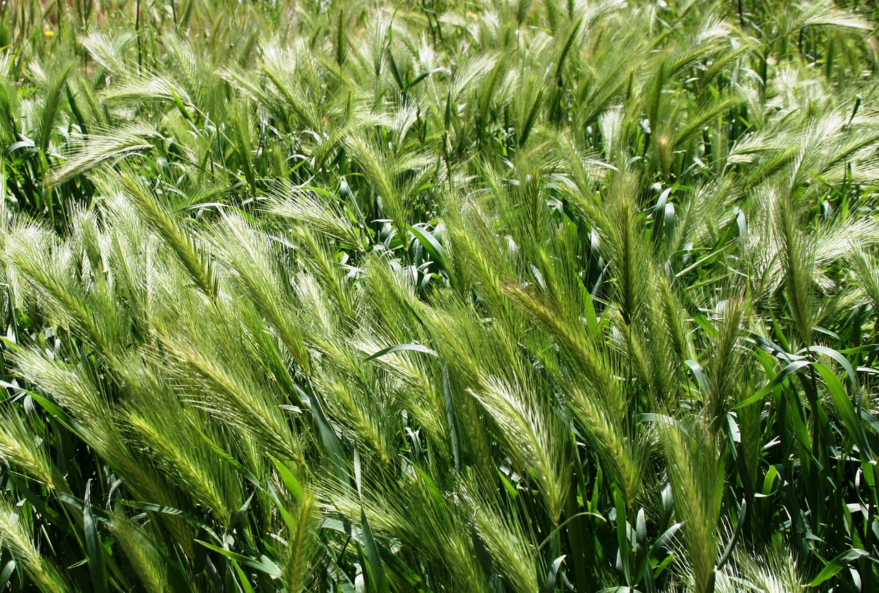 field spikes spikefield free photo