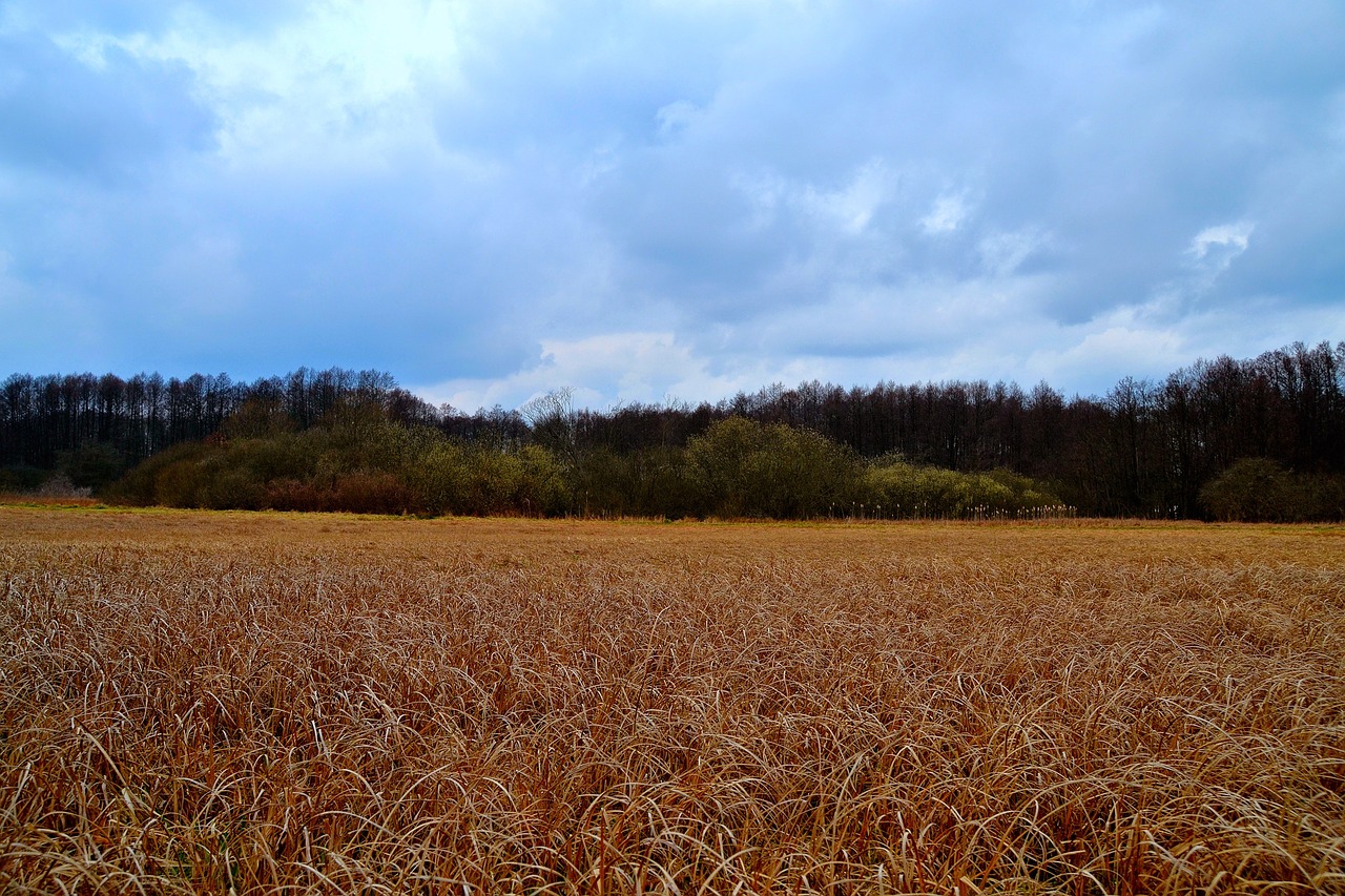 field meadow clouds free photo