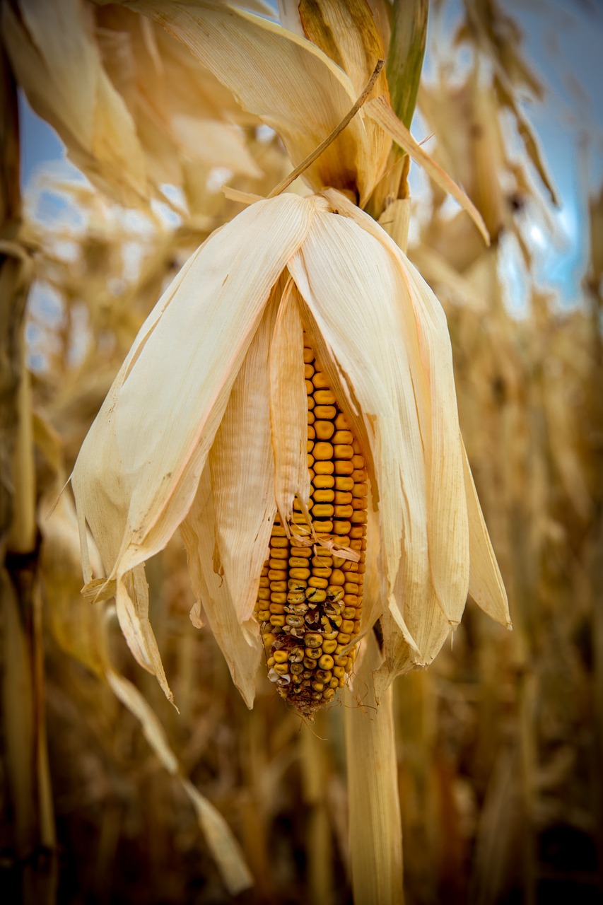 field farm harvest free photo