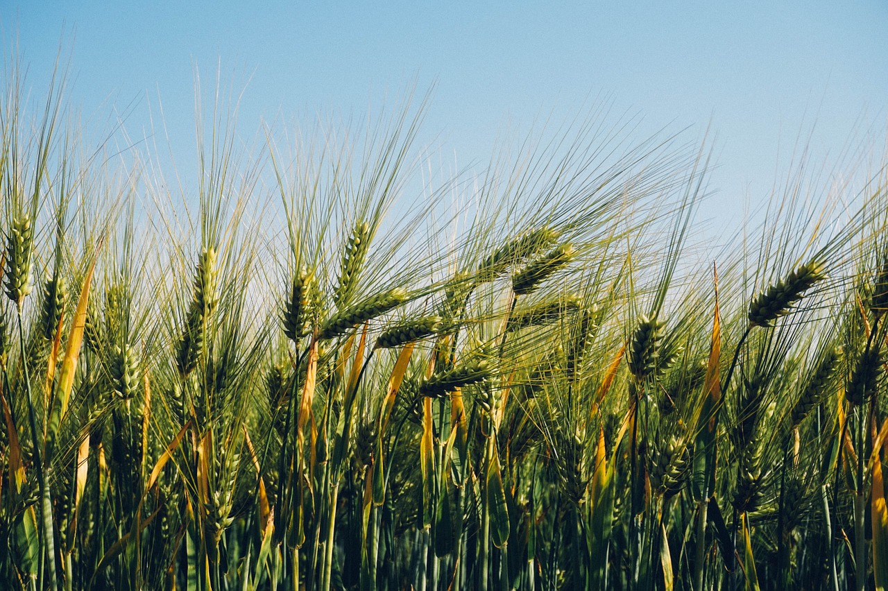 field agriculture wheat free photo