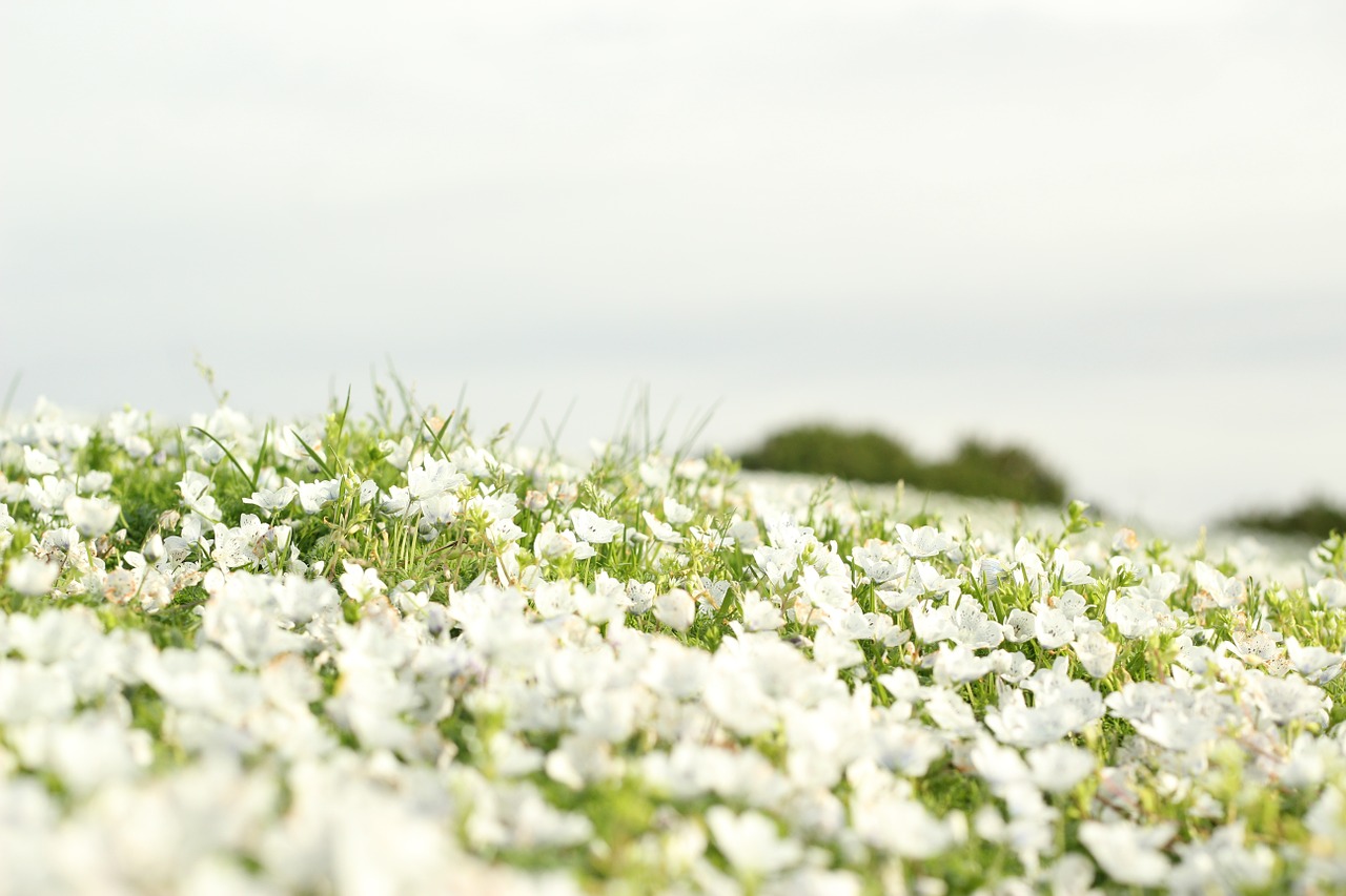 field flowers landscape free photo