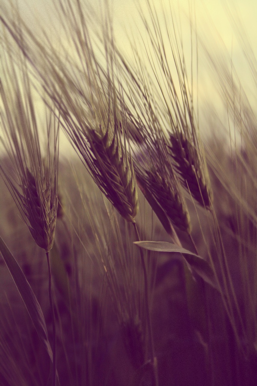 field farming wheat free photo