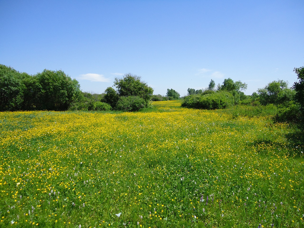 field grass nature free photo