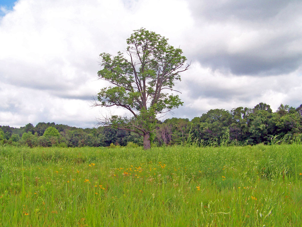 field weeds trees free photo