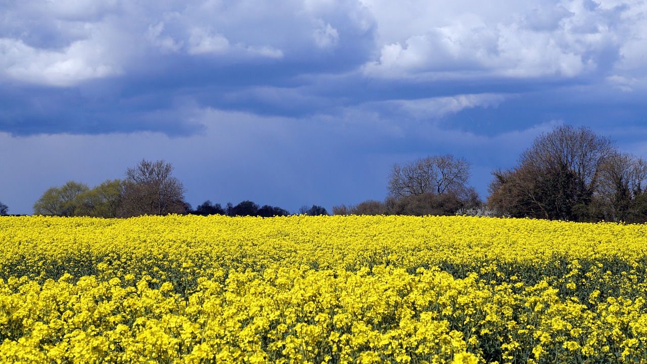 field yellow summer free photo