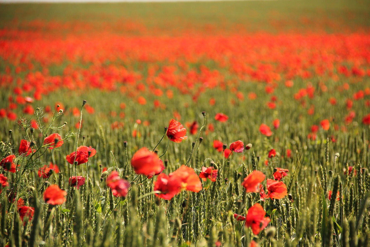 field poppy corn poppy free photo