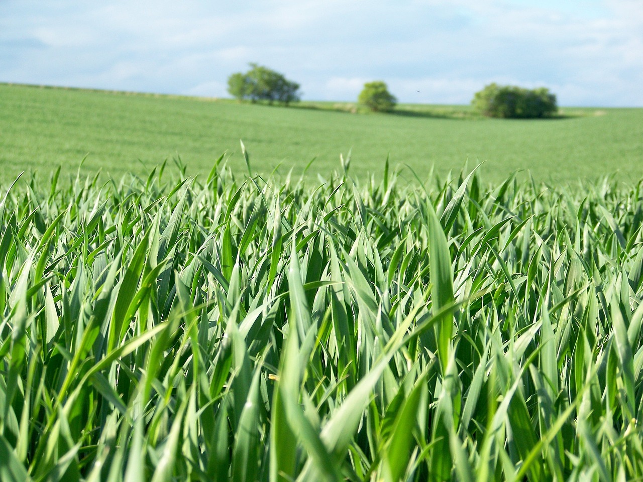 field spring landscape free photo