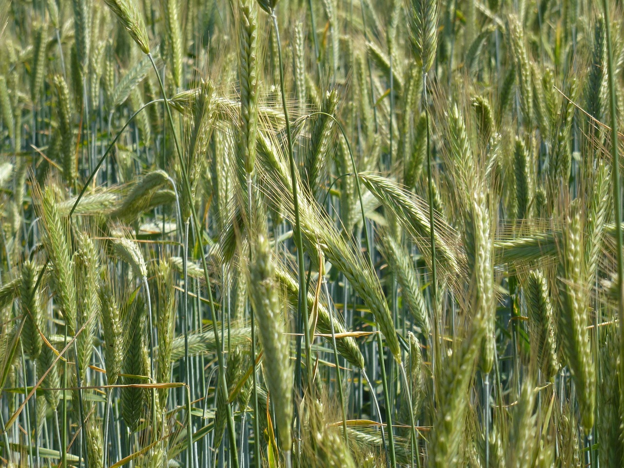 field agriculture wheat free photo