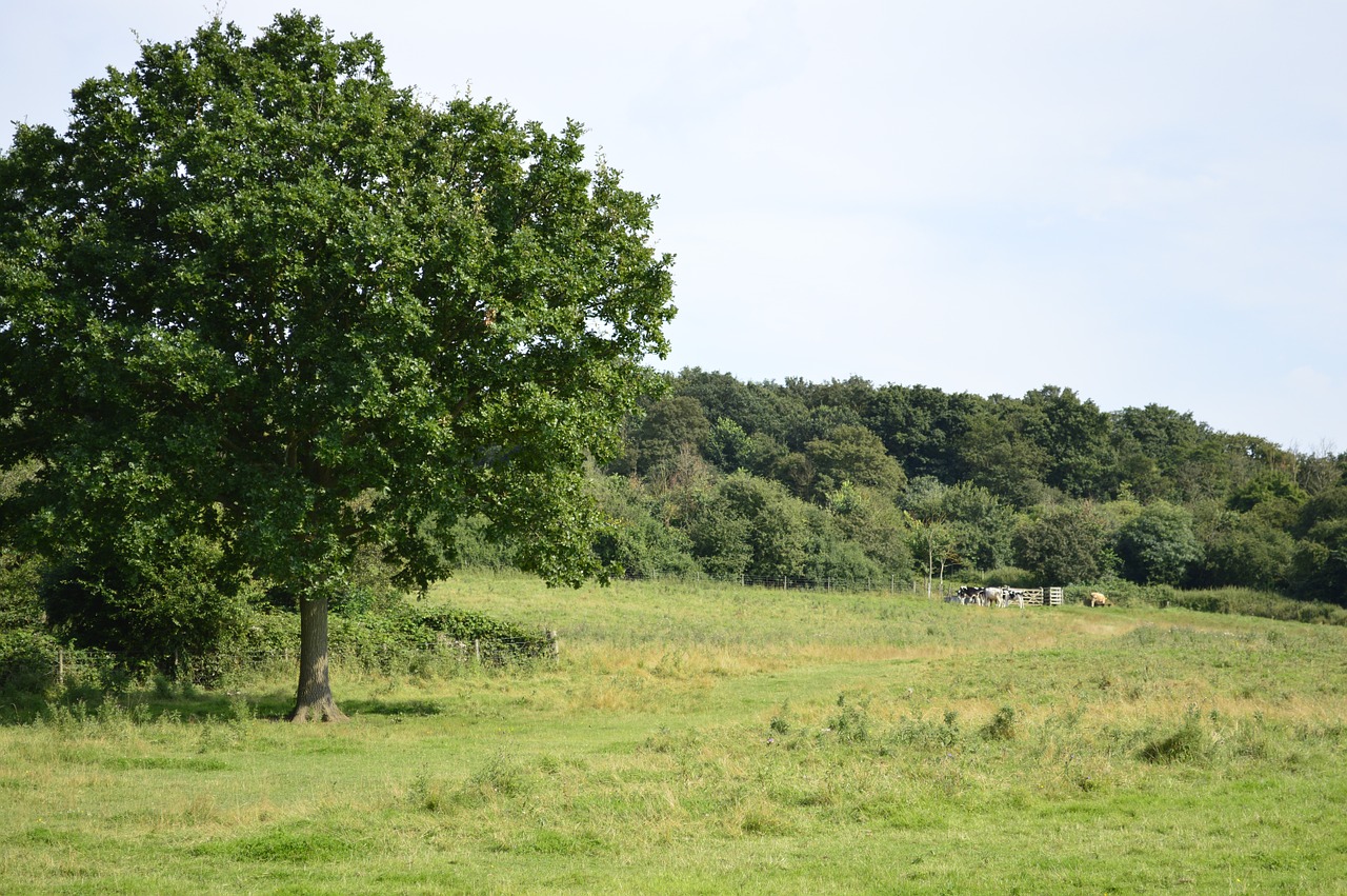 field country countryside free photo