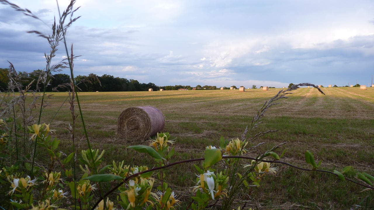 field sky haystack free photo