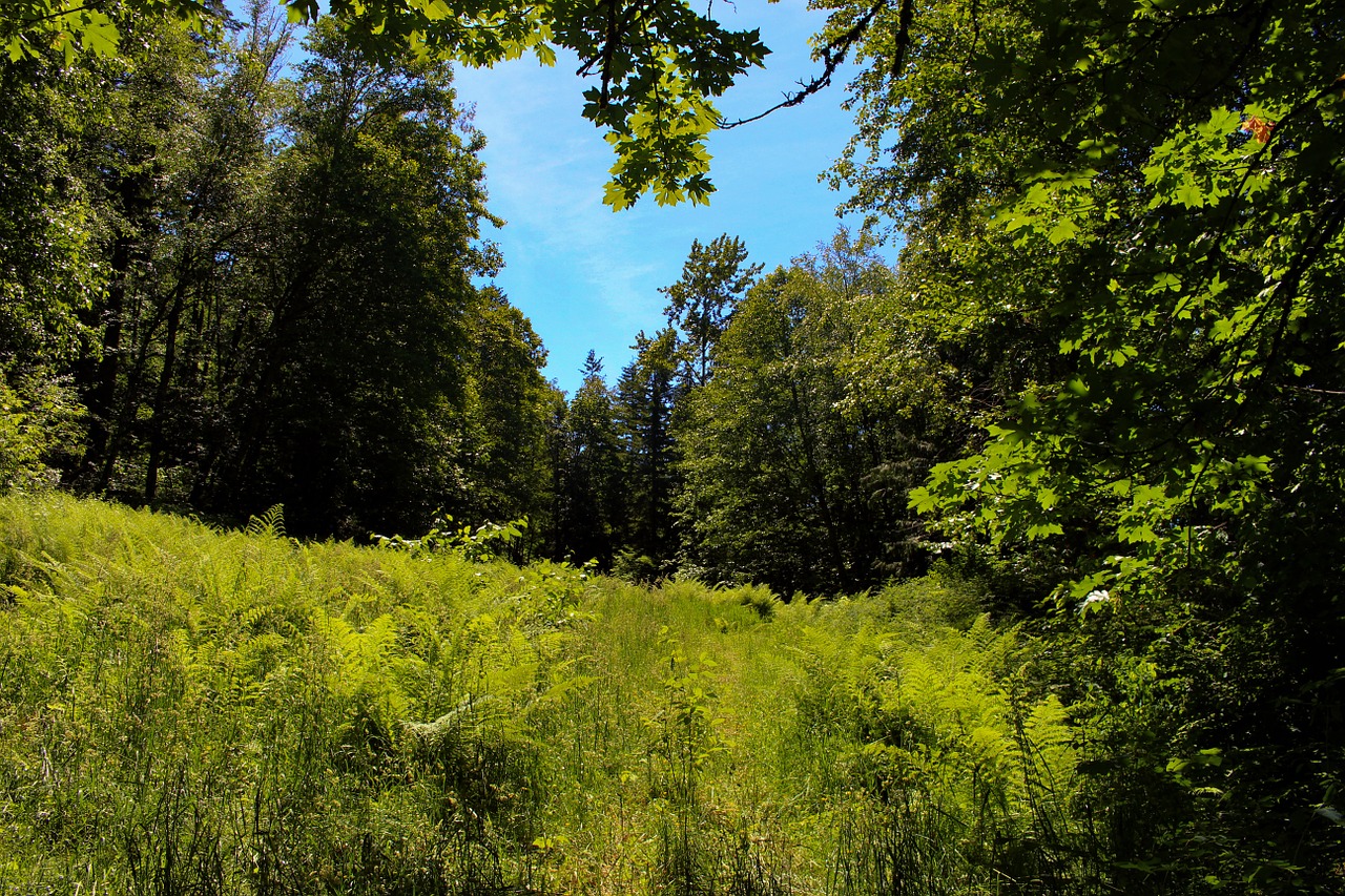 field mountain grass free photo