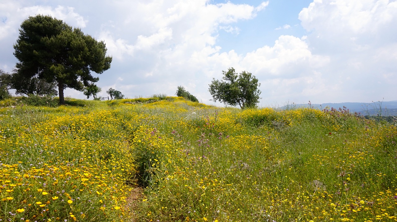 field israel wild flowers free photo