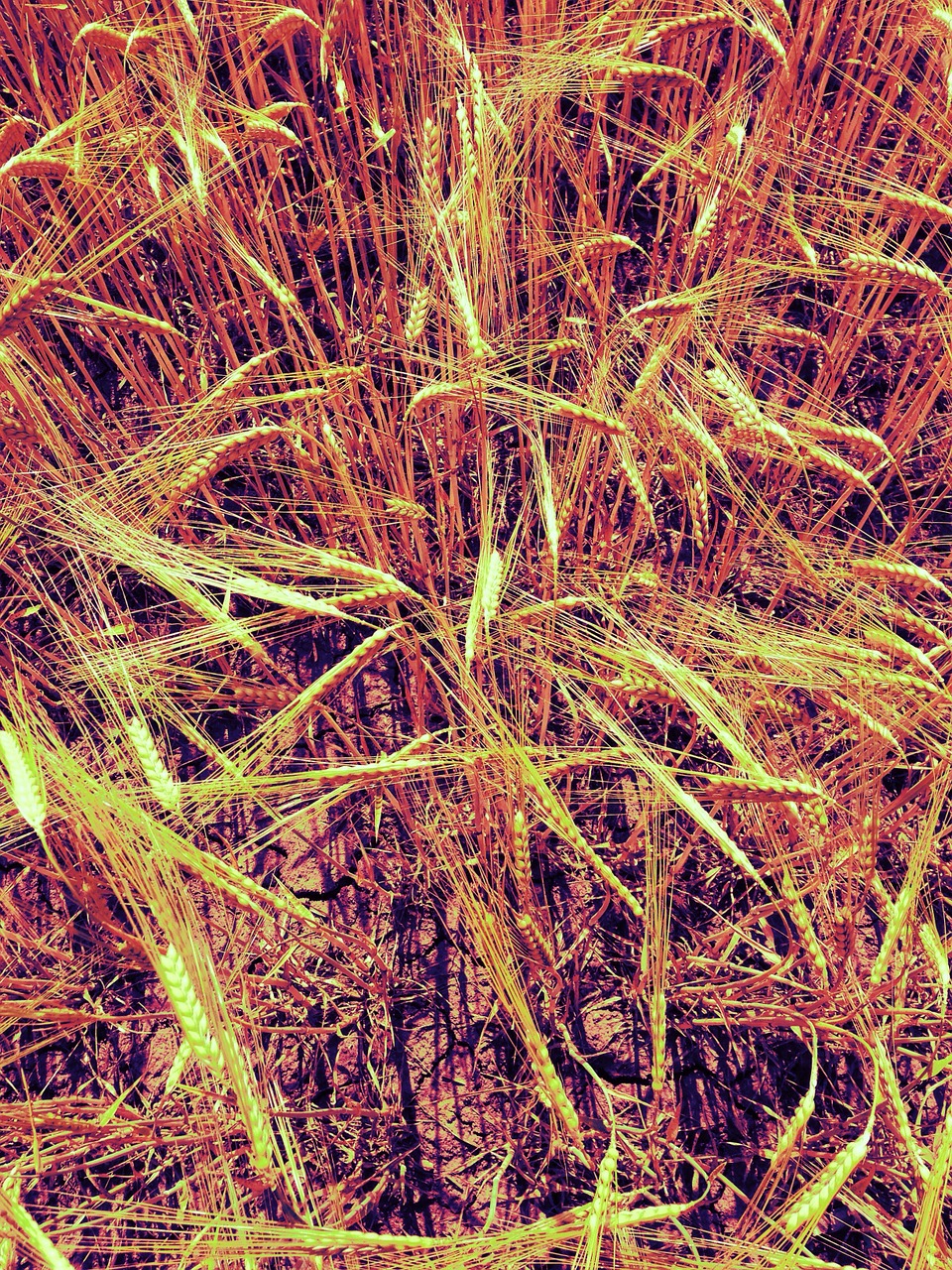 field wheat cereals free photo