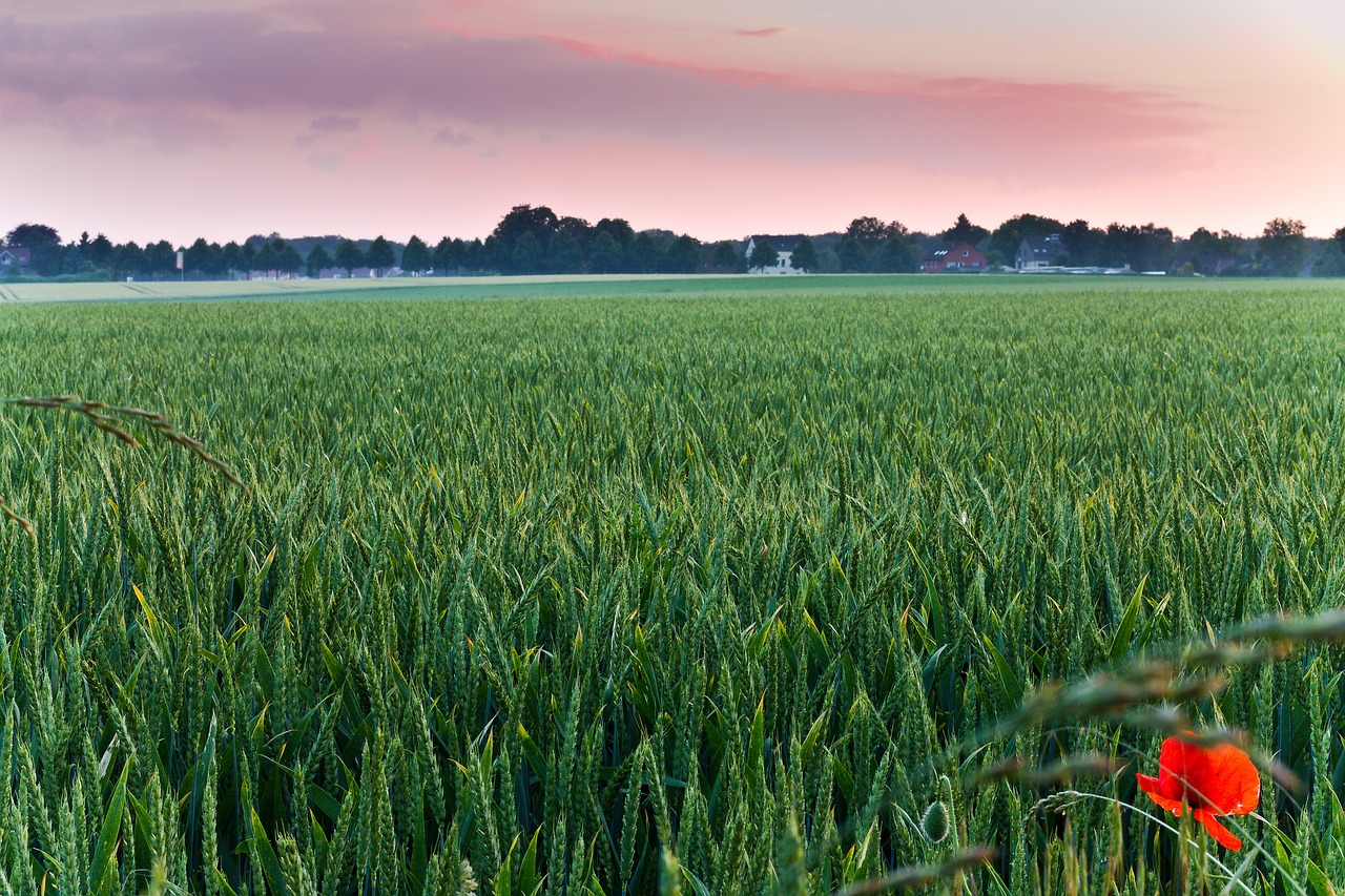 field wheat evening free photo