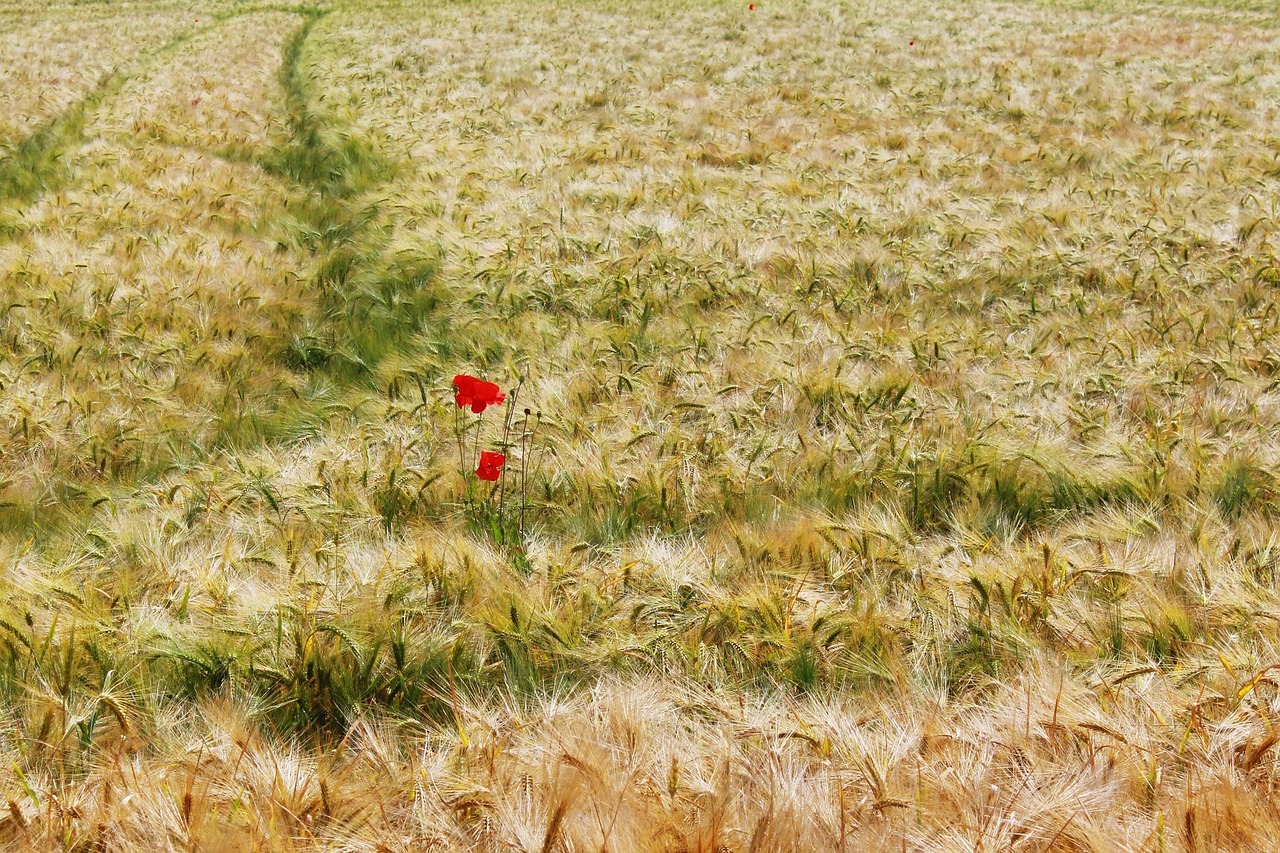 field barley field gersten free photo