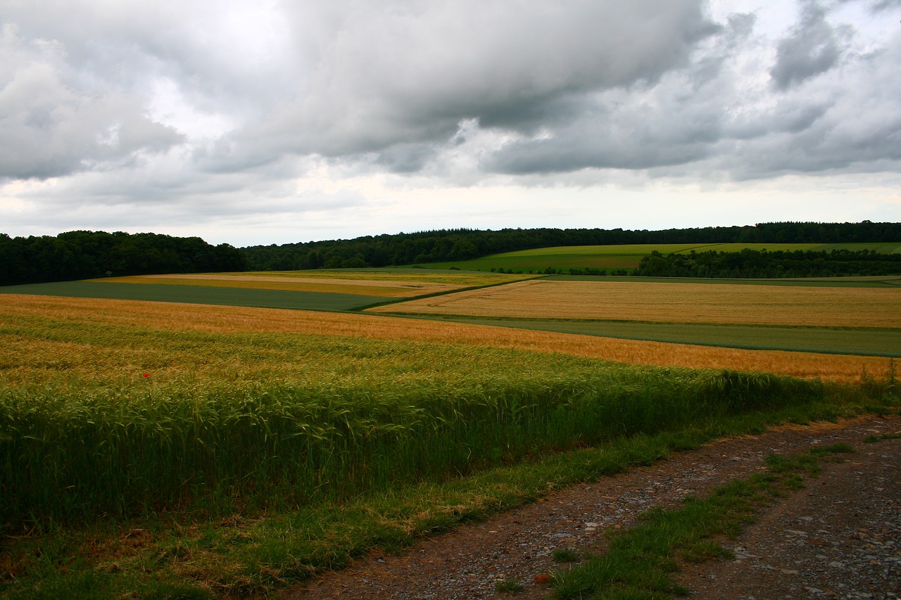 field meadow nature free photo