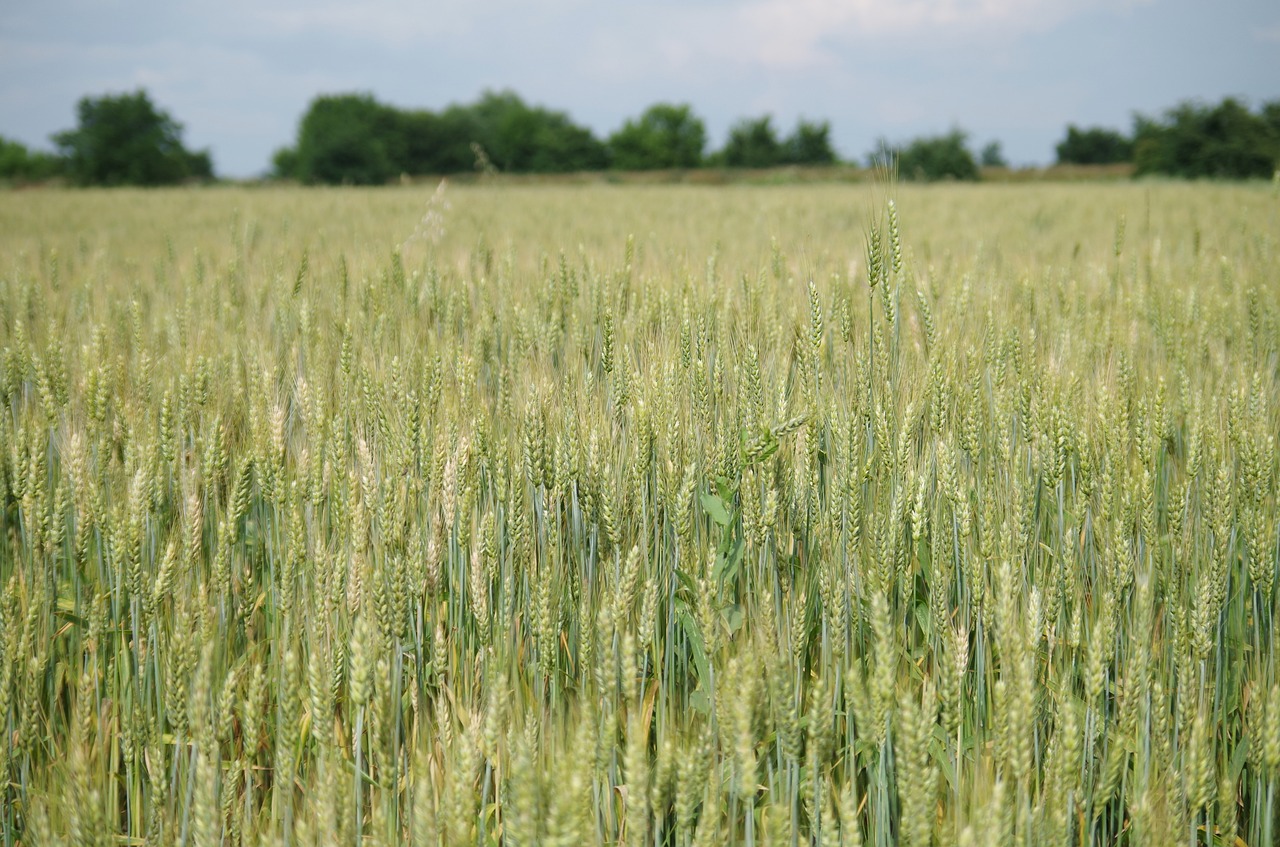 field barley bread free photo