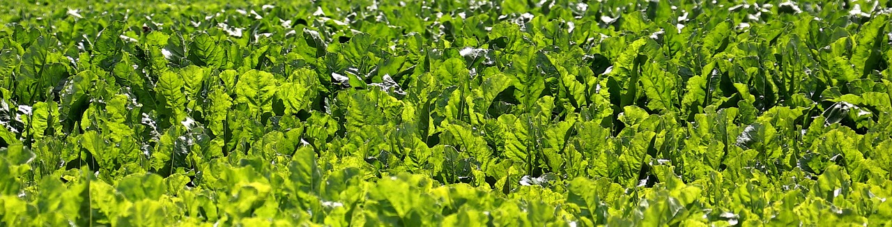 field beets sugar beet free photo