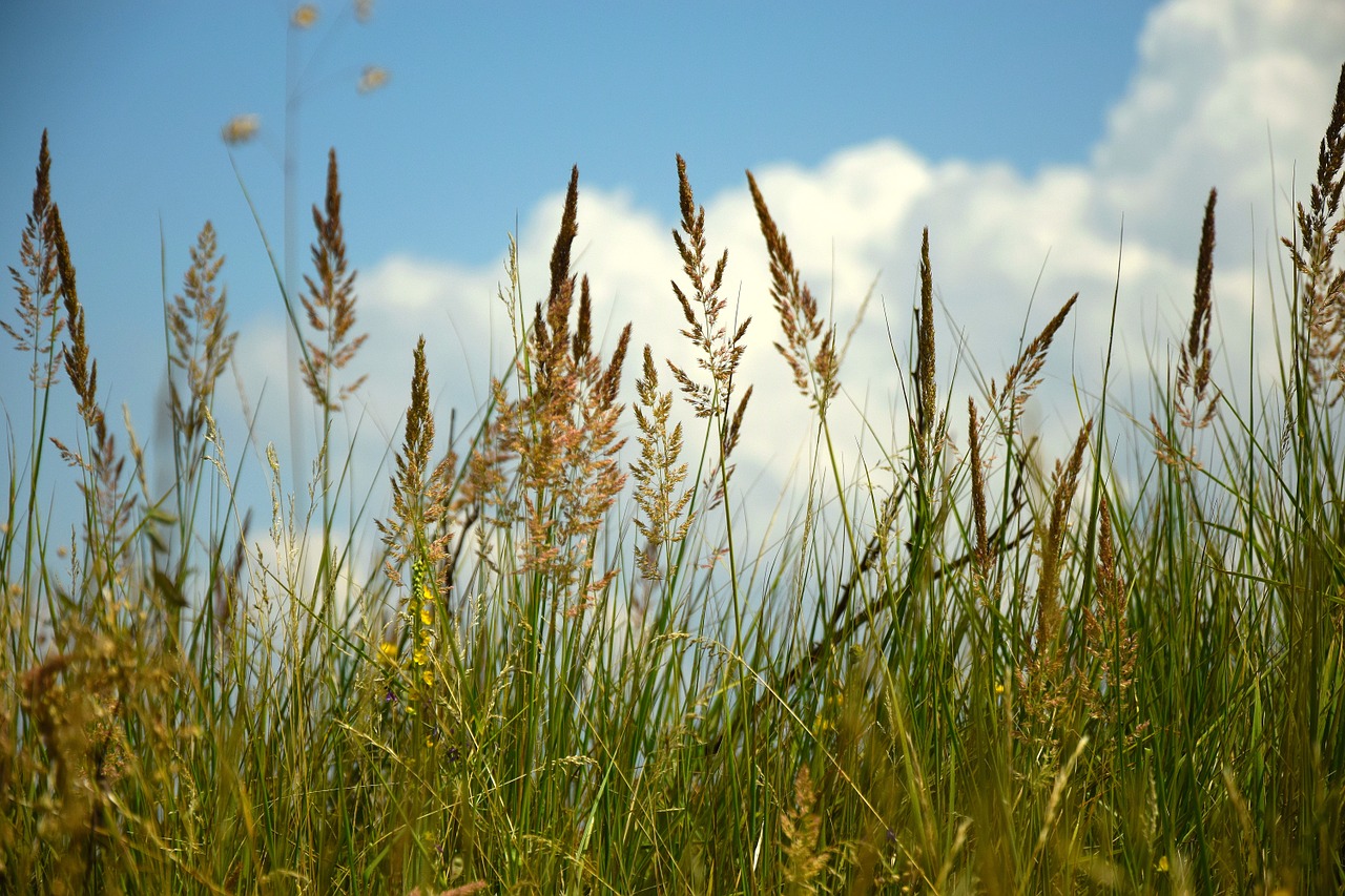 field wheatfield эeleno free photo