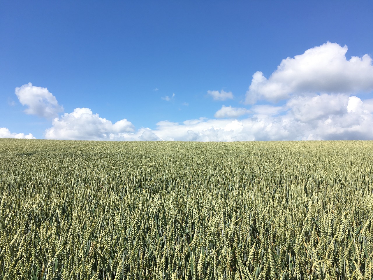 field clouds sky free photo