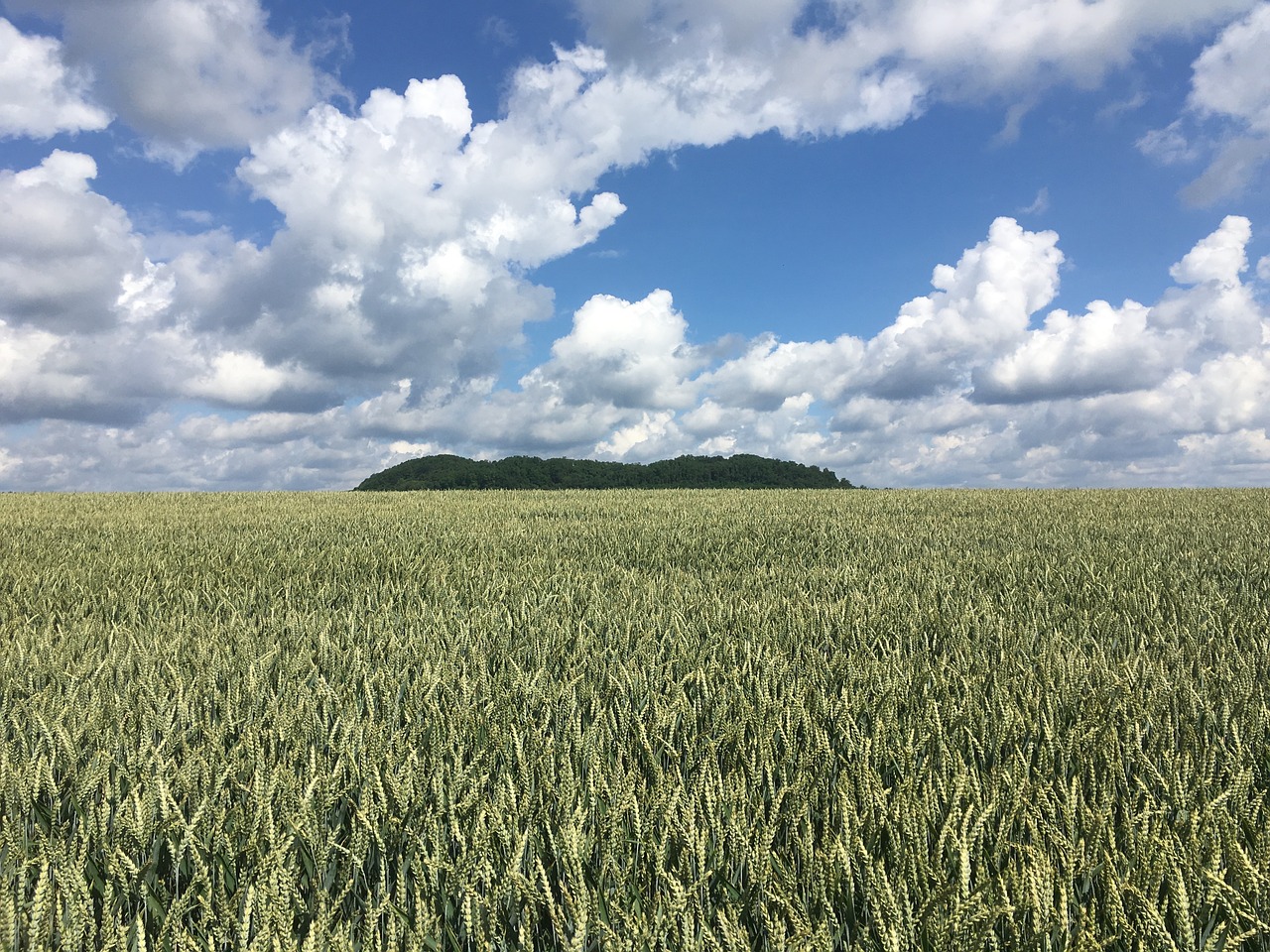 field fields sky free photo