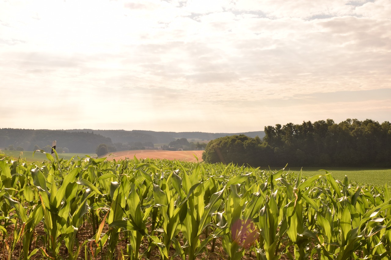 field cornfield agriculture free photo