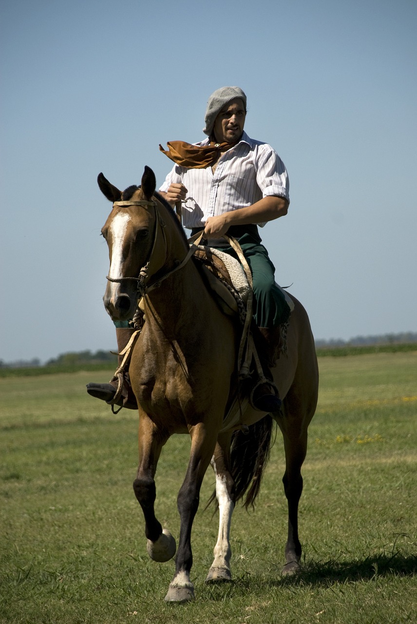 field horse ginete free photo