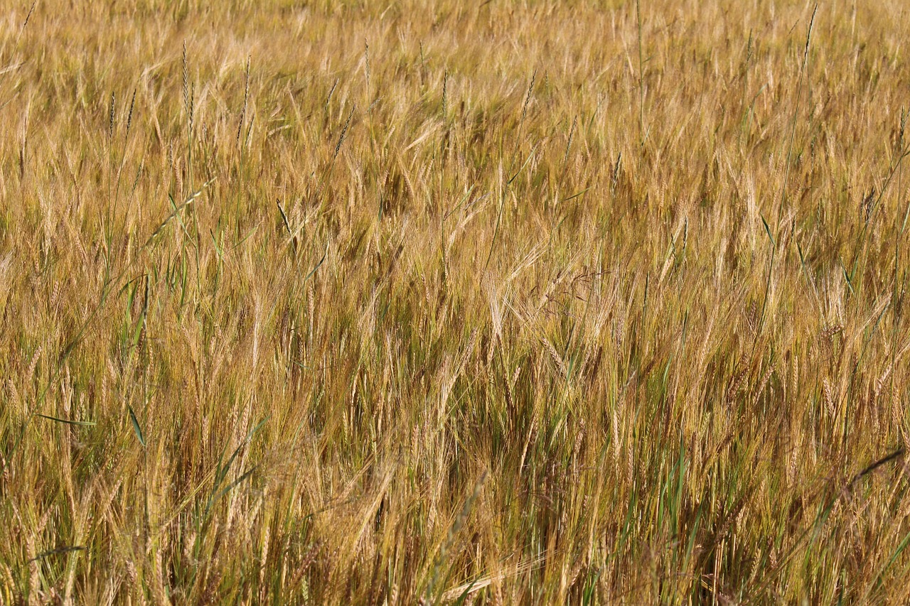 field barley arable free photo