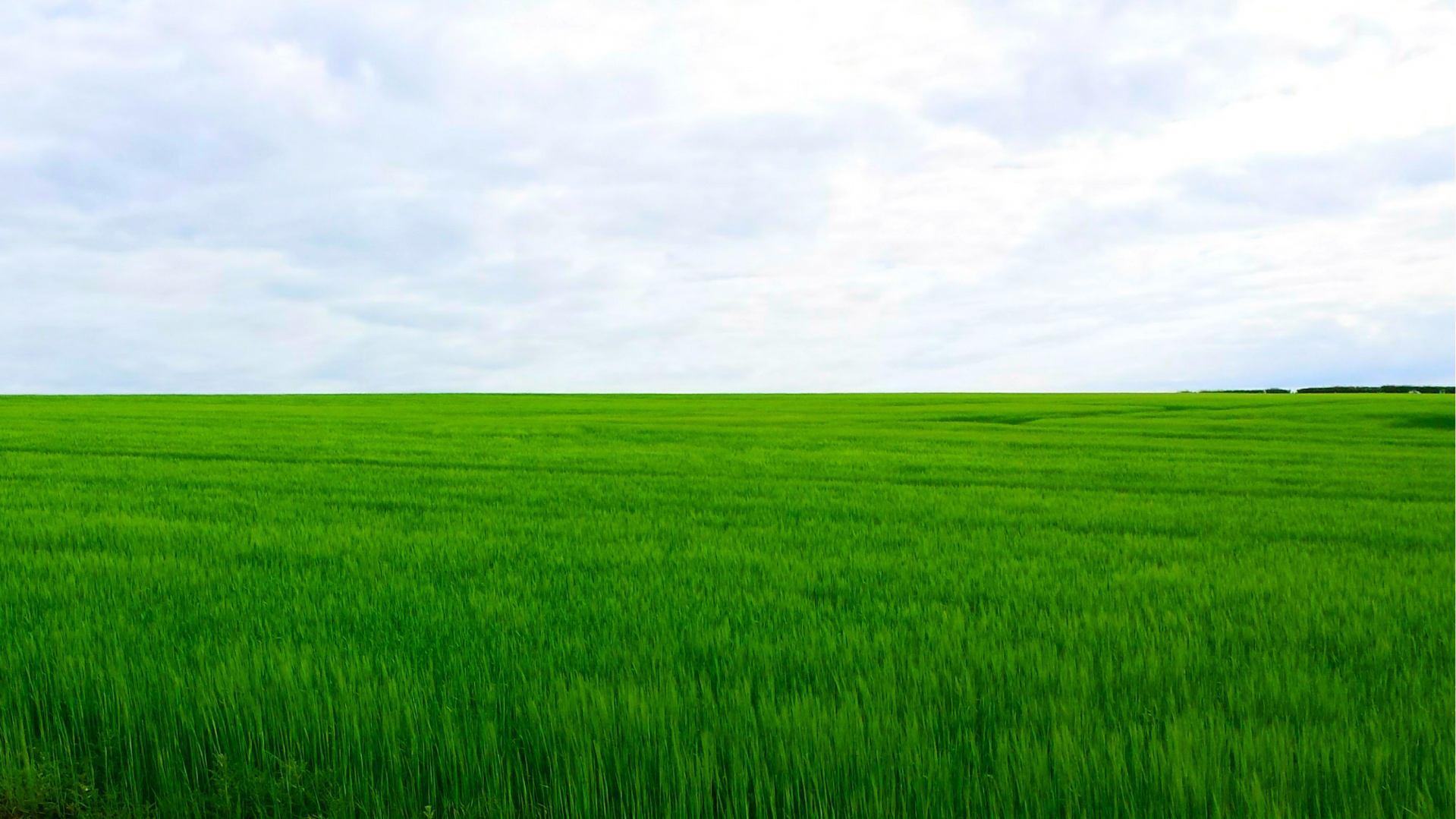 field crop green free photo