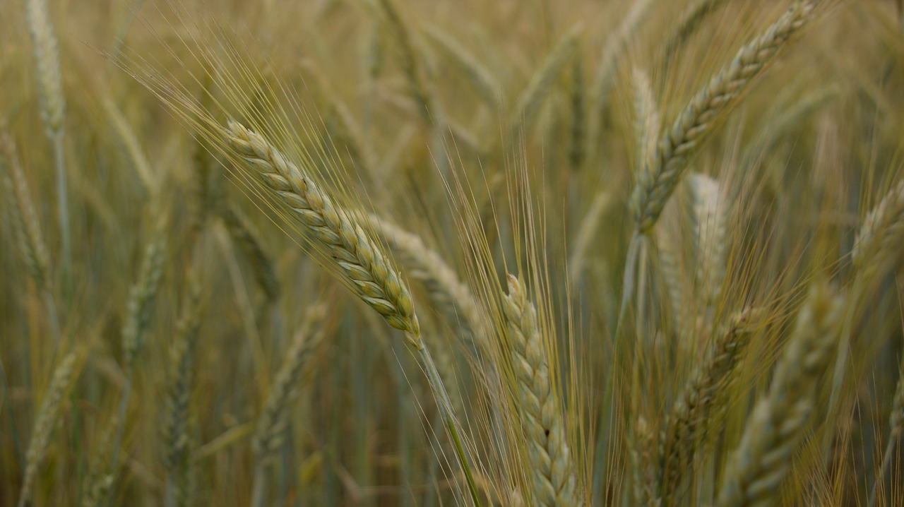 field wheat ears free photo