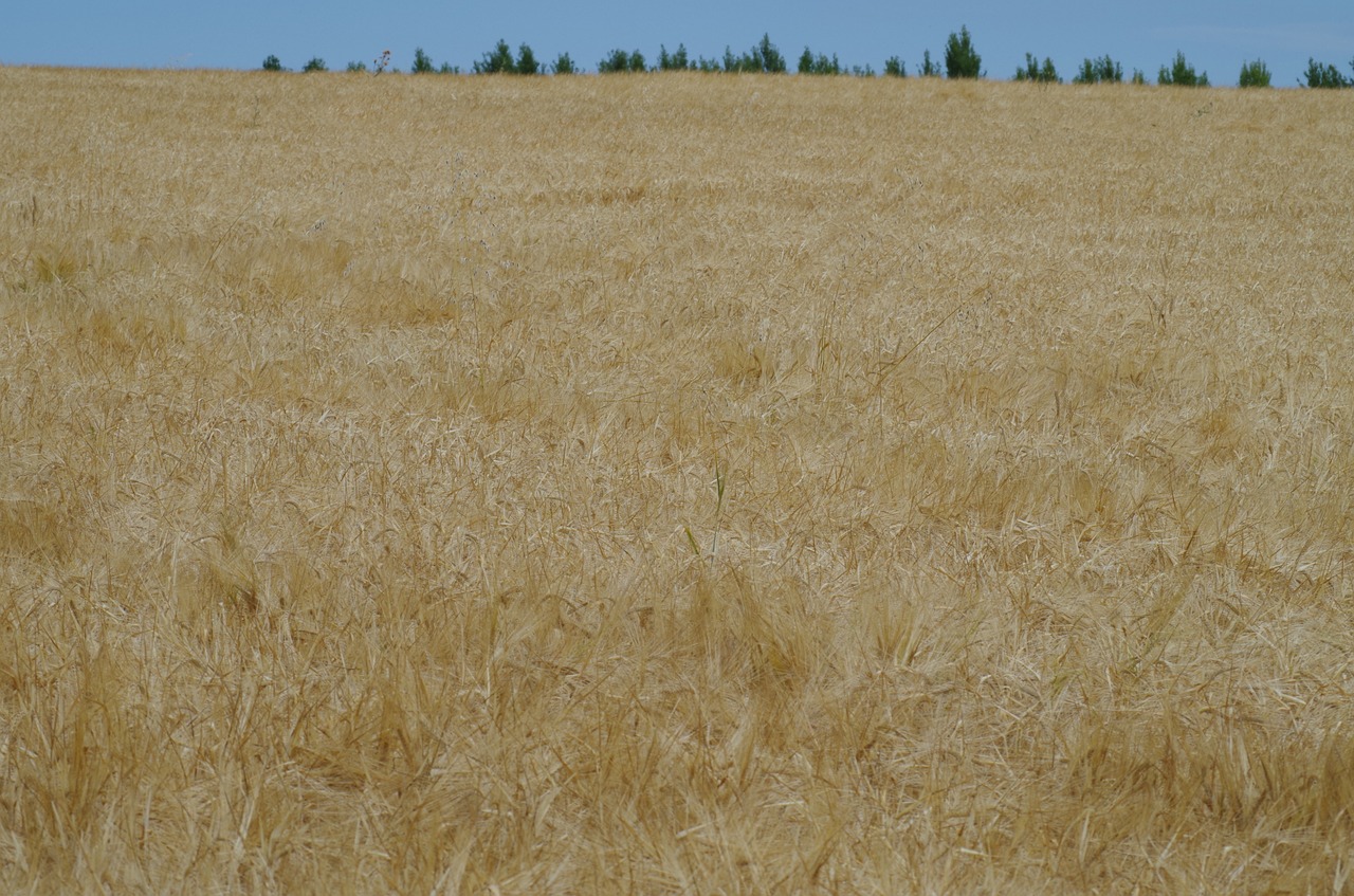 field barley plow free photo