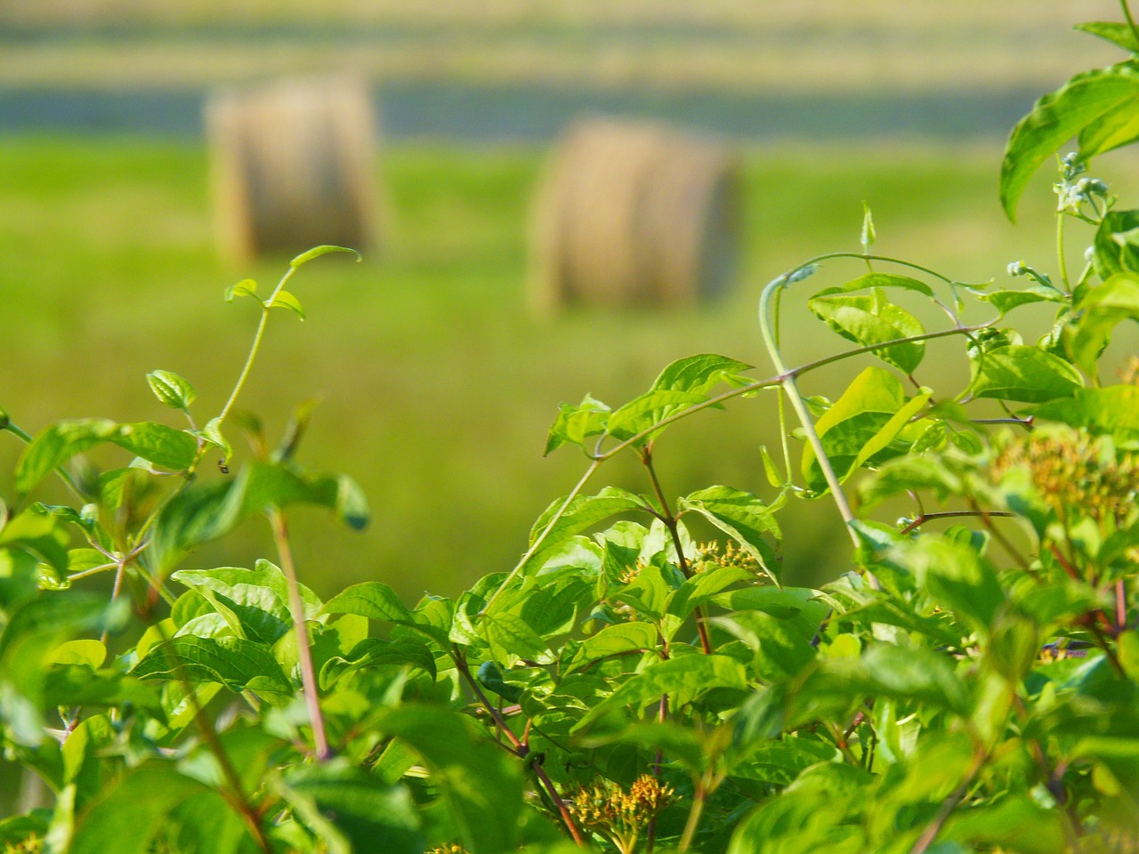 field nature straw free photo