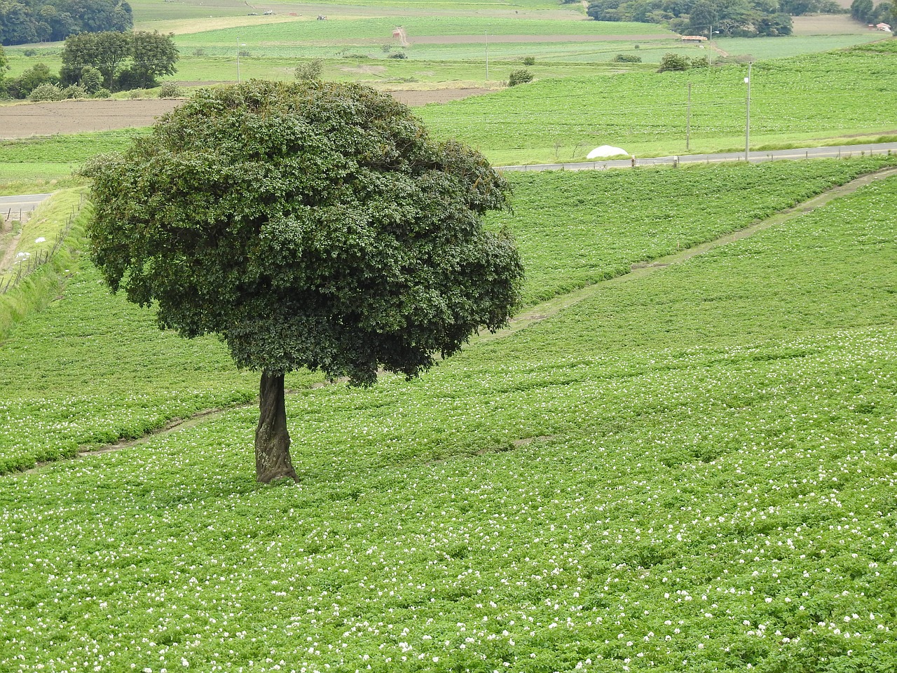 field tree landscape free photo