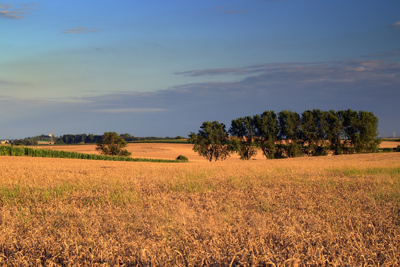 field fields corn free photo