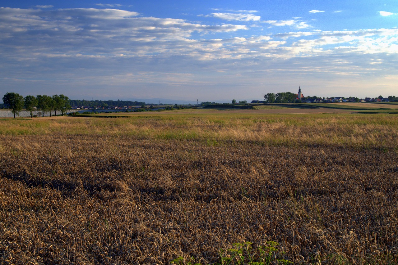 field fields corn free photo